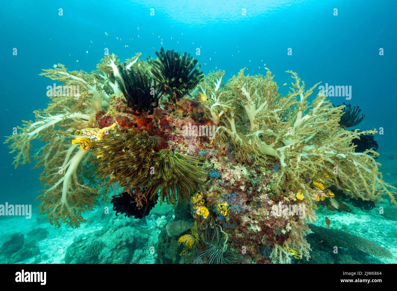 Riff landschaftlich mit Weichkorallen und Seelilien, Raja Ampat Indonesien. Stockfoto