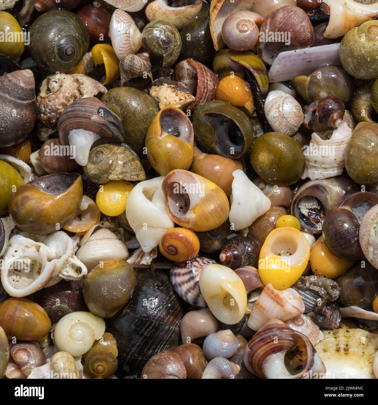 Nahaufnahme Detail der bunten Mischung von kleinen Muscheln, Queens Bay, Colonsay, Großbritannien Stockfoto