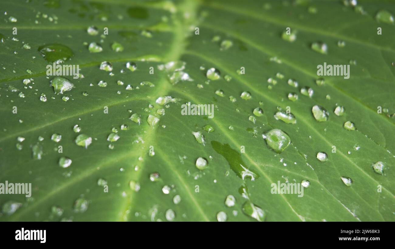 Nahaufnahme von Regenwassertropfen auf den Blättern von Xanthosoma taioba, auch bekannt als Elefantenpflanze, Arrowleaf Elefantenohr usw. Stockfoto