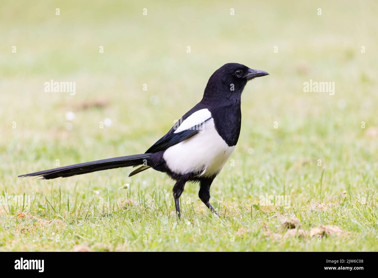 Elster [ Pica pica ] auf Rasen Stockfoto