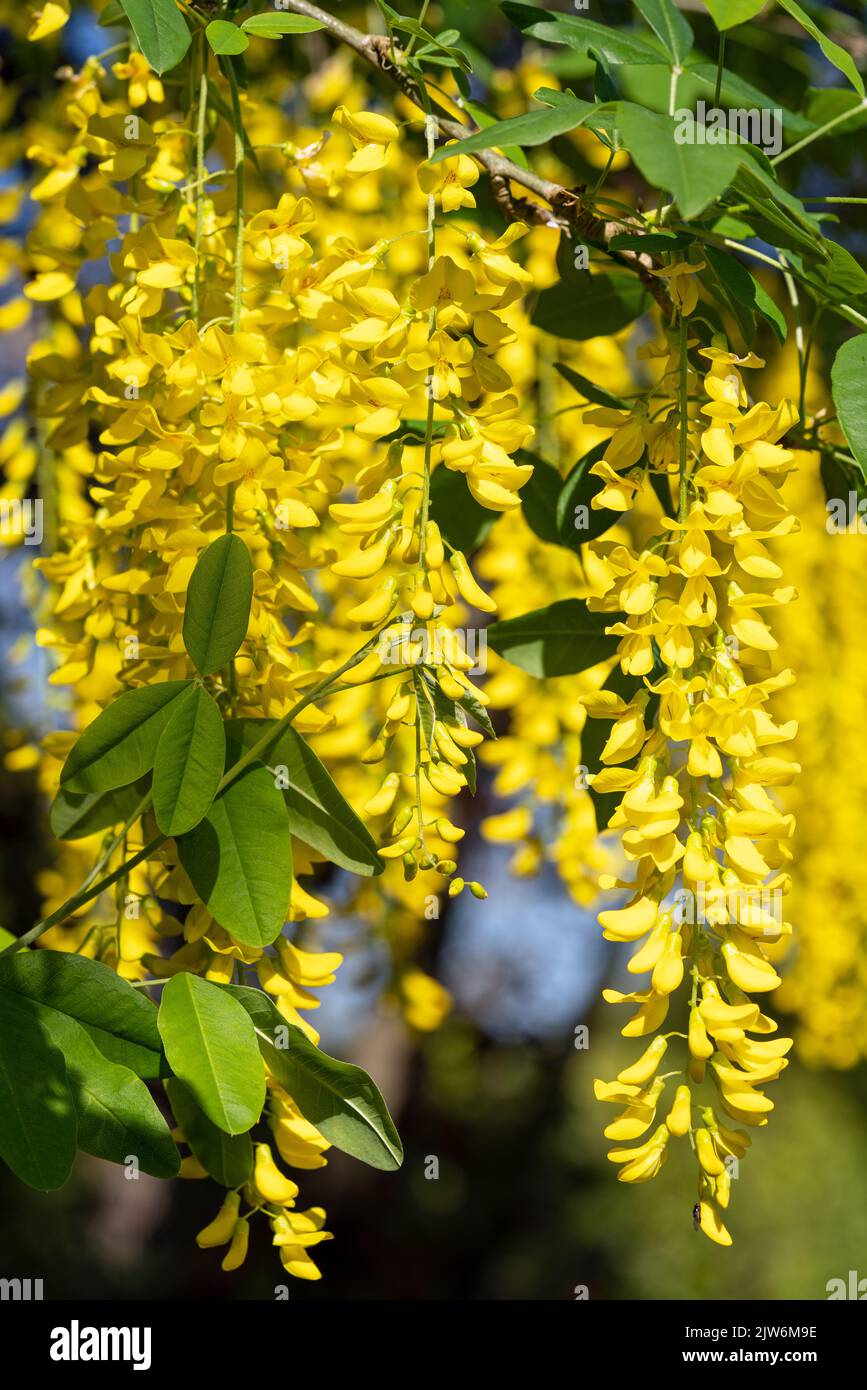 Gemeinsame Goldregen (Laburnum anagyroides), in der Nähe der blühenden Baum im Sommer Stockfoto