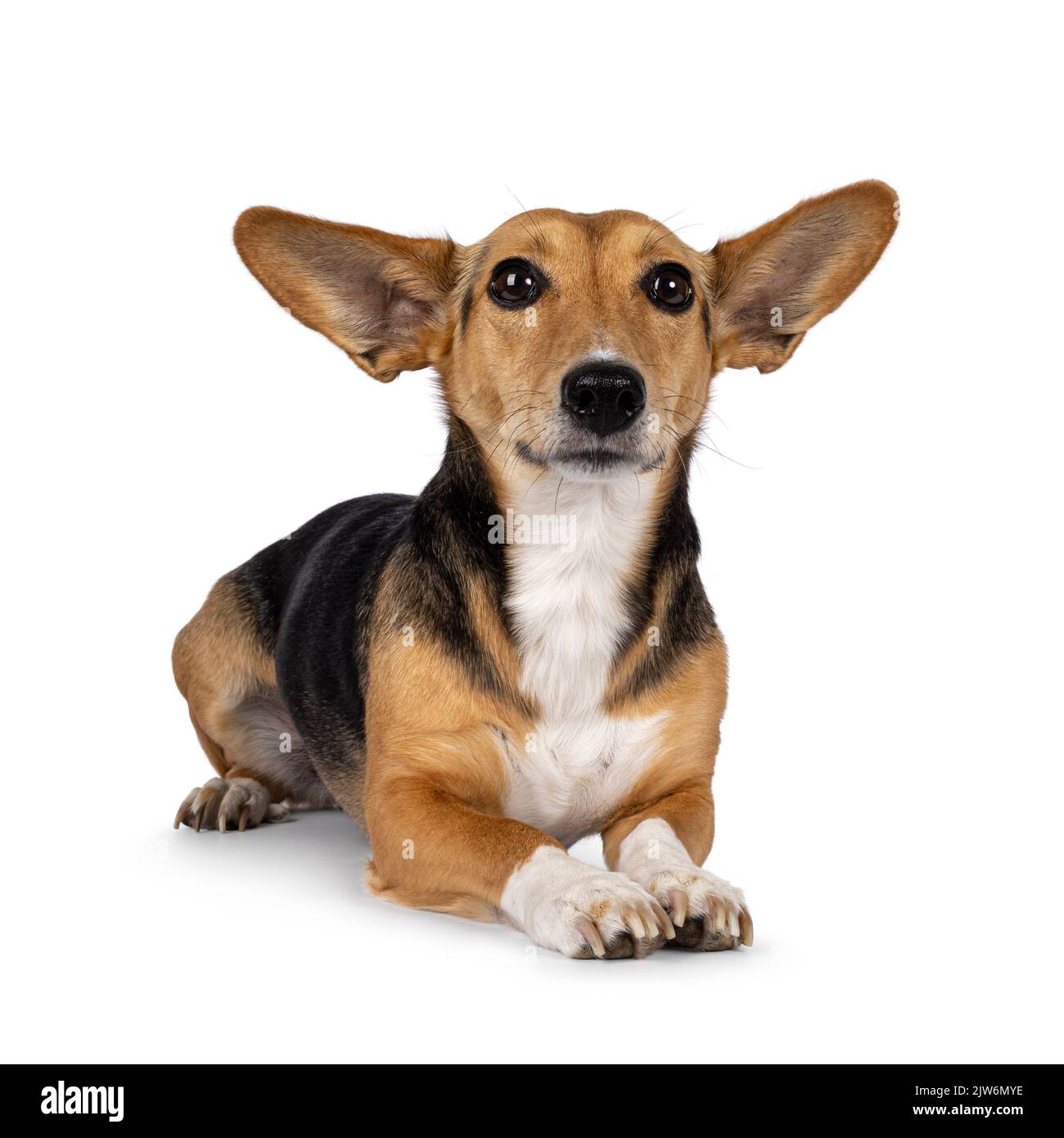 Non Breed Hund auf weißem Hintergrund Stockfoto