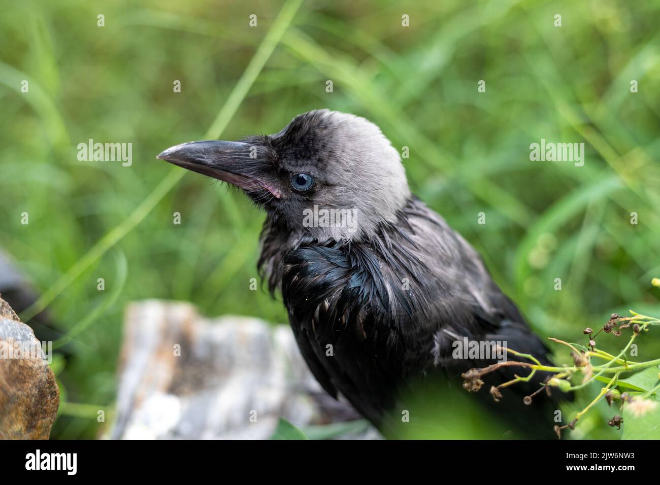 Babykrähe in Regen, die die Felder mit selektivem Fokus bedeckt und den Hintergrund verwischt Stockfoto