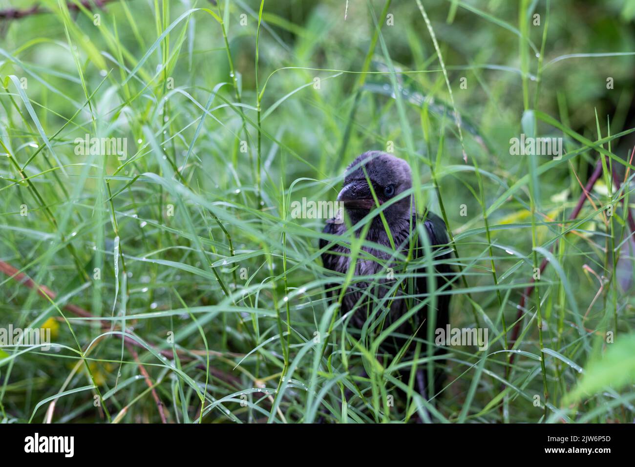 Krähe versteckt sich hinter dem Gras Stockfoto