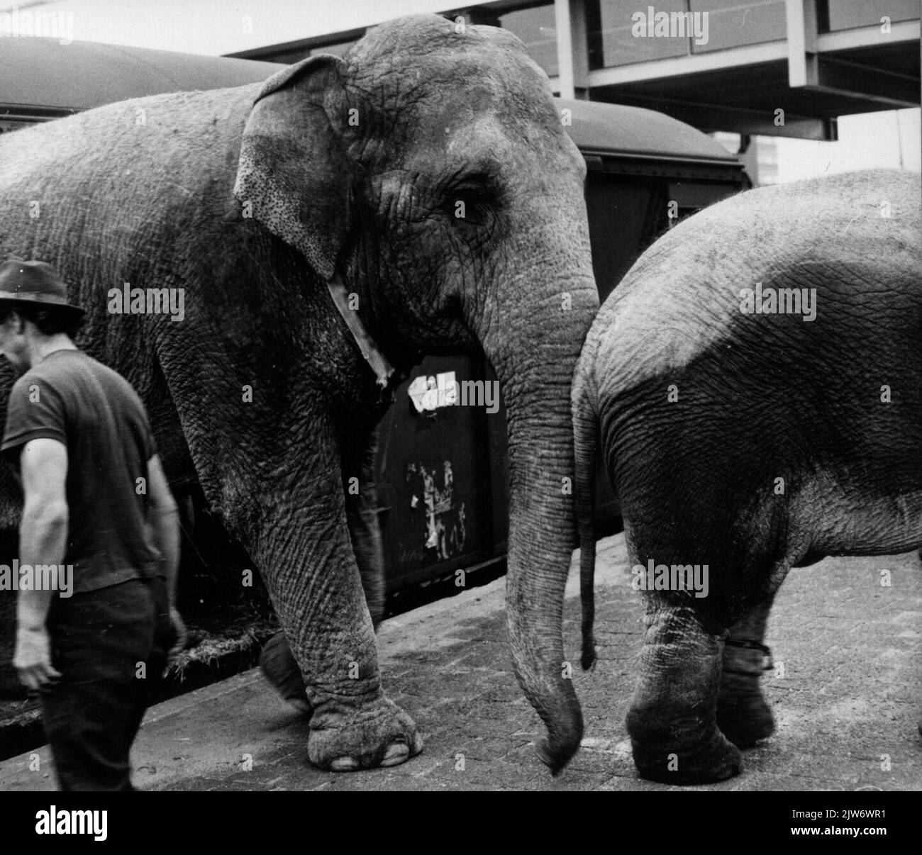 Bild der Ankunft der Elefanten des Circus Sarrasani mit dem Zug auf der N.S. Station Utrecht et al. In Utrecht. Stockfoto