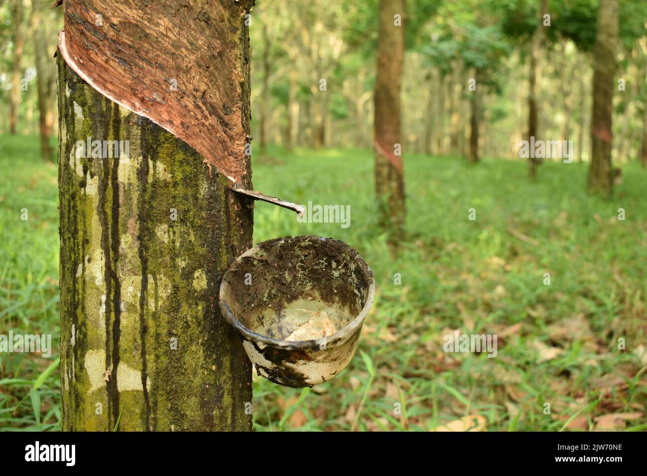 Latex wird von einem gezapften Gummibaum gesammelt. Sukoharjo, Java, Indonesien. Stockfoto