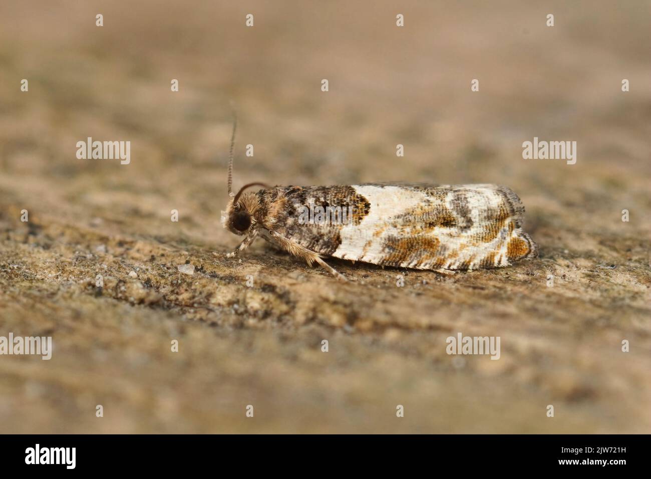 Eine Nahaufnahme eines kleinen getarnte Schussmotten (Gypsonoma dealbana), der auf einer braunen Oberfläche thront Stockfoto