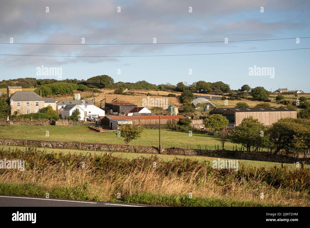 Penryn, Cornwall, Großbritannien. 4.. September 2022. Der Bauer ist gestorben, und diese schönen Tiere könnten geschlachtet werden, wenn nicht bald ein neuer Besitzer gefunden wird. Rund 60 Llamas, die Häuser benötigen, da die Farm verkauft werden soll, leider ist Schlachtung die einzige Antwort, kontaktieren Sie Calamankey Farm LLP Cornwall Credit: kathleen White/Alamy Live News Stockfoto