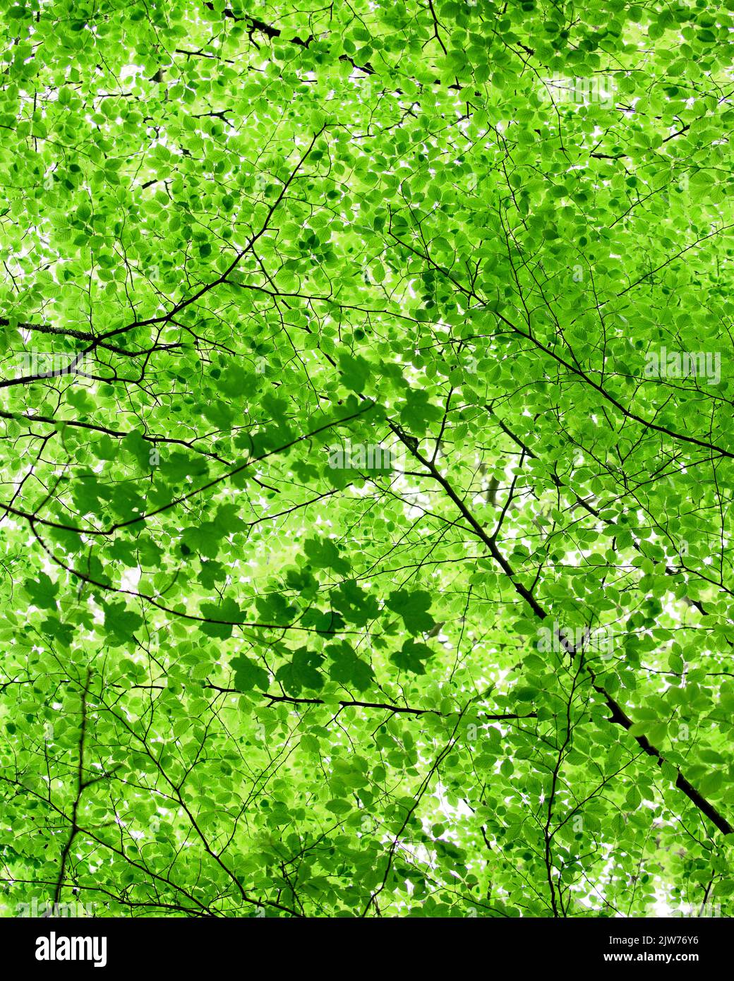 Blick auf die Baumkronen der Blätter in den Wäldern des Penrose National Trust. Stockfoto