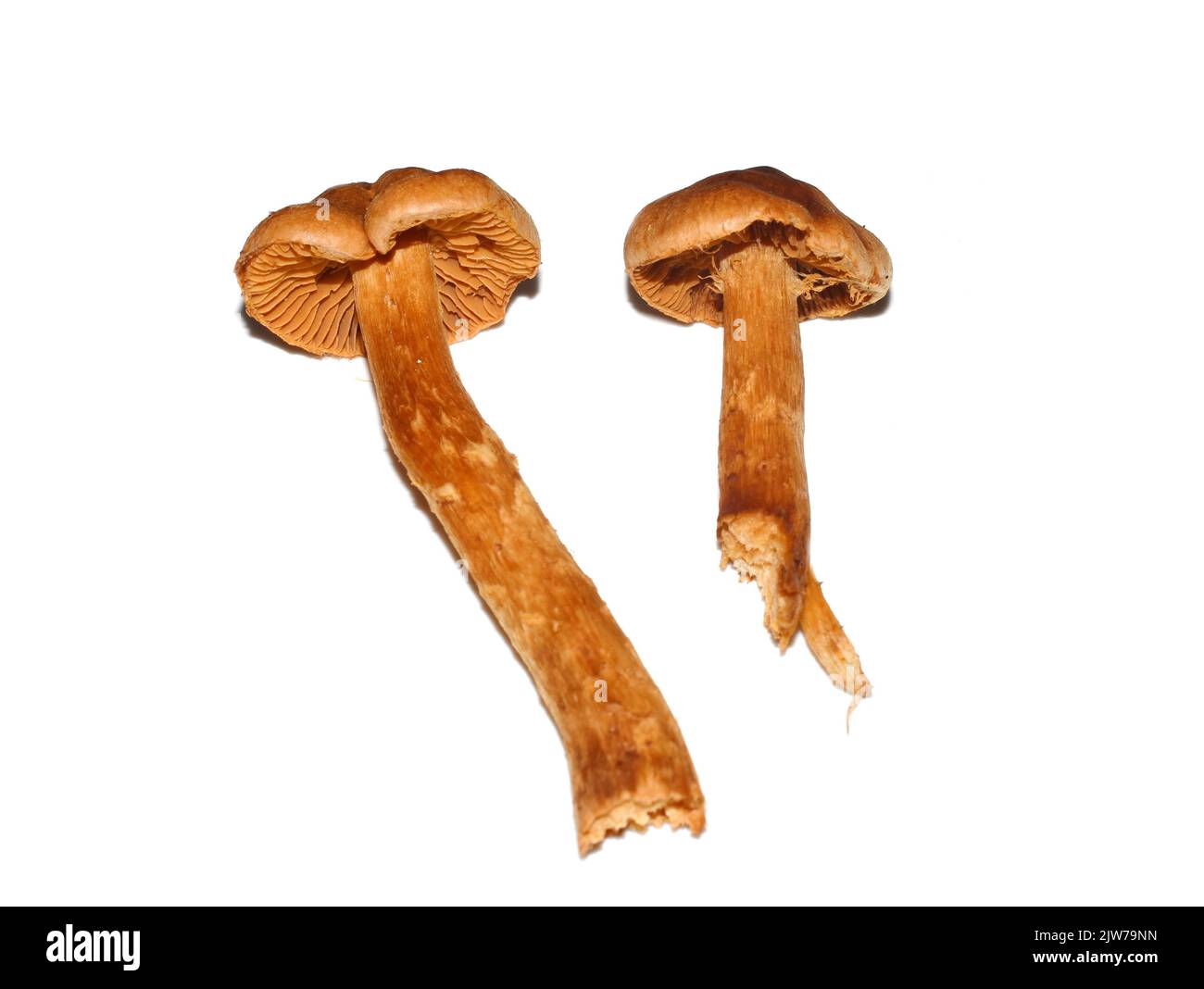 Die hochgiftige, tödliche Webcap Cortinarius rubellus isoliert auf weißem Hintergrund Stockfoto