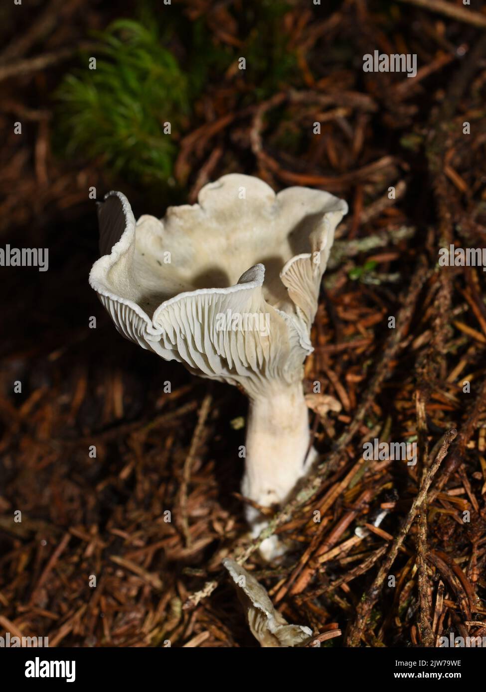 Grüner Pilz Anisrötendocker Clitocybe odora in der Natur Stockfoto