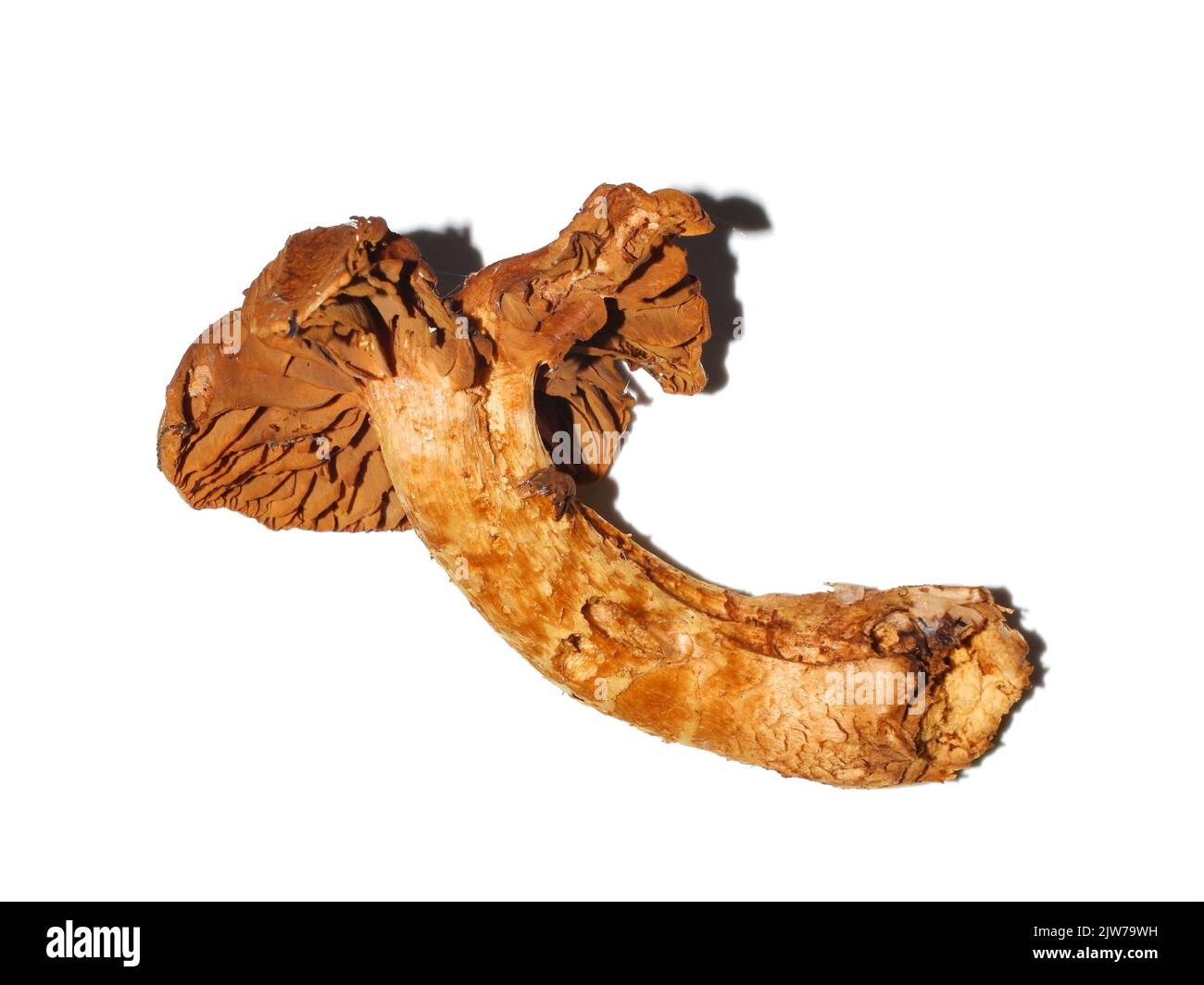 Die hochgiftige, tödliche Webcap Cortinarius rubellus isoliert auf weißem Hintergrund Stockfoto