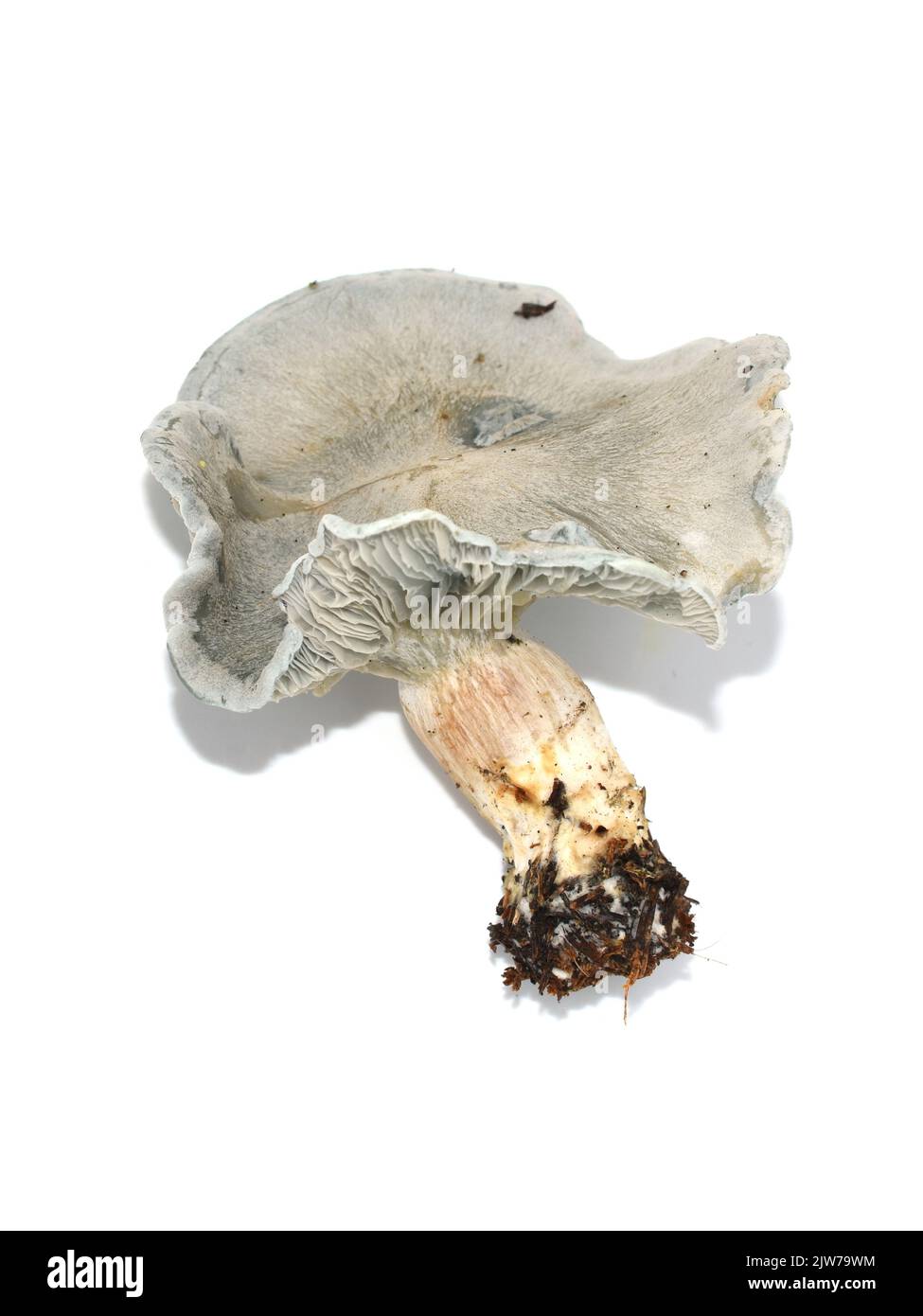 Grüner Pilz Anisrötendocker Clitocybe odora isoliert auf weißem Hintergrund Stockfoto