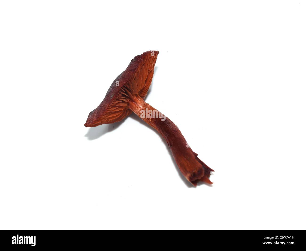 Blutroter Webcap Cortinarius sanguineus natürlicher Farbstoff-Pilz isoliert auf weißem Hintergrund Stockfoto