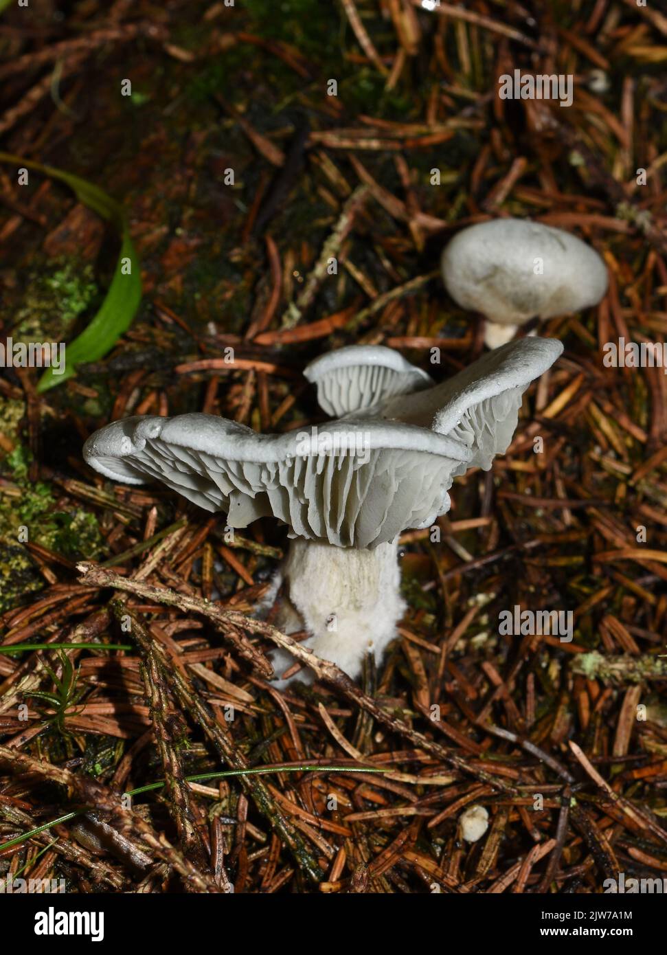 Grüner Pilz Anisrötendocker Clitocybe odora in der Natur Stockfoto
