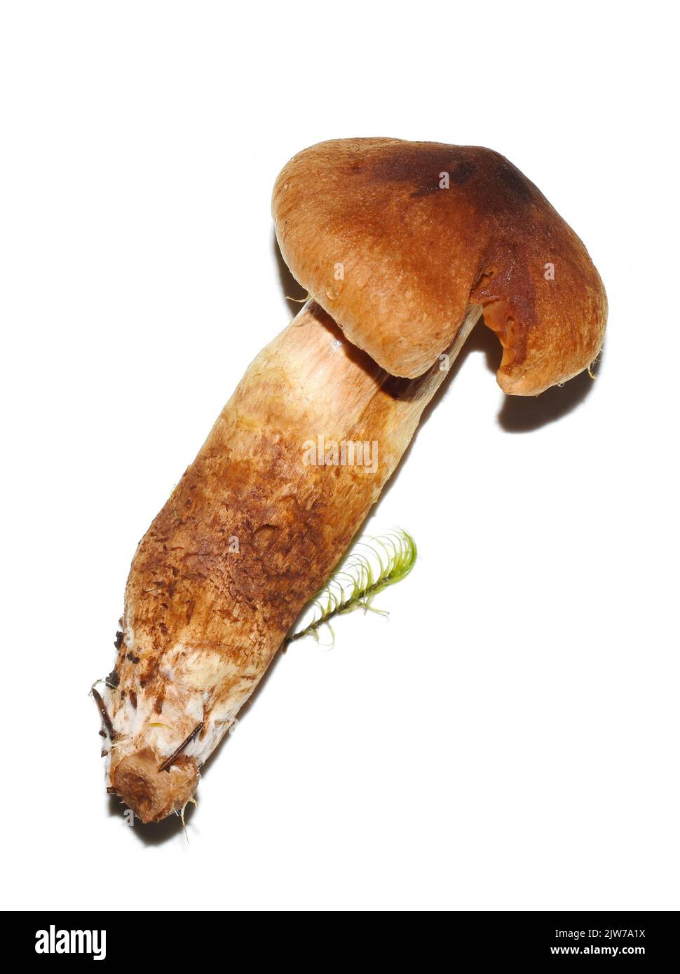 Die hochgiftige, tödliche Webcap Cortinarius rubellus isoliert auf weißem Hintergrund Stockfoto