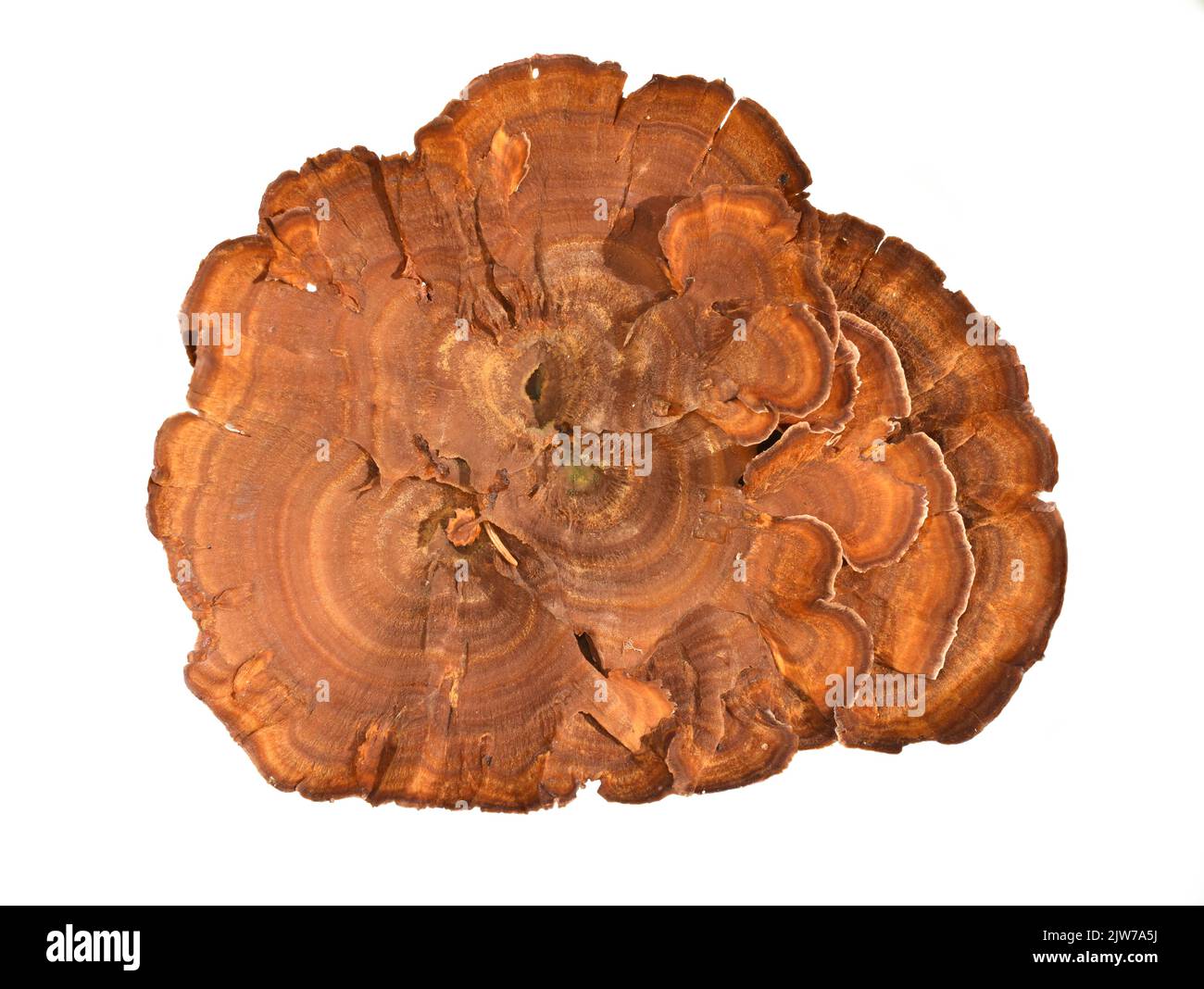 Tiger's Eye-Polyporus-Pilz Coltricia perennis auf weißem Hintergrund isoliert Stockfoto