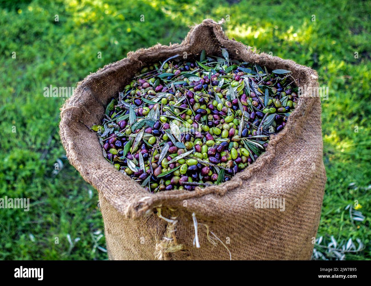 Olivensaison auf Kreta Stockfoto