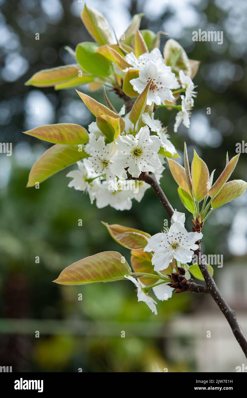 Pyrus pyrifolia (Nashi) ist ein Obstbaum aus der Familie der Rosaceae. Stockfoto
