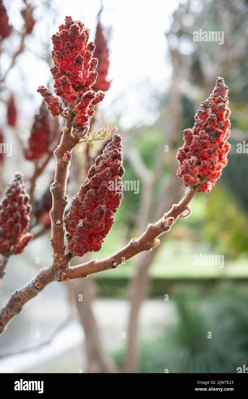 Rhus typhina, der Staghorn sumac, ist eine blühende Pflanze aus der Familie der Anacardiaceae. Stockfoto