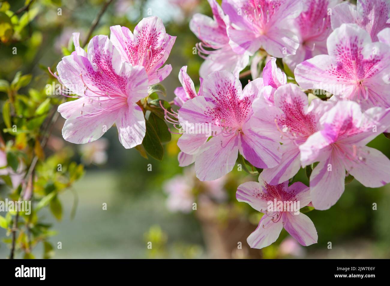 Rhododendron yedoense f. poukhanense, die koreanische Azalee, ist eine blühende Pflanze aus der Familie der Ericaceae.. Stockfoto