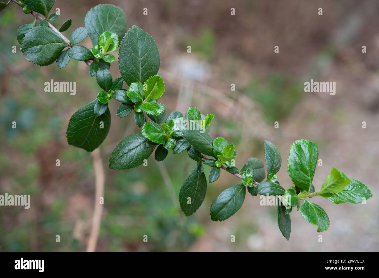 Escallonia rubra ist eine Art aus der Familie der Escalloniaceae, die im südlichen Chile und Argentinien beheimatet ist. Stockfoto
