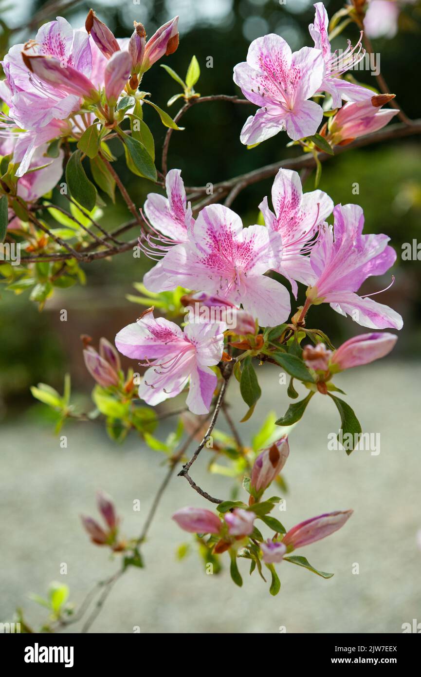 Rhododendron yedoense f. poukhanense, die koreanische Azalee, ist eine blühende Pflanze aus der Familie der Ericaceae.. Stockfoto