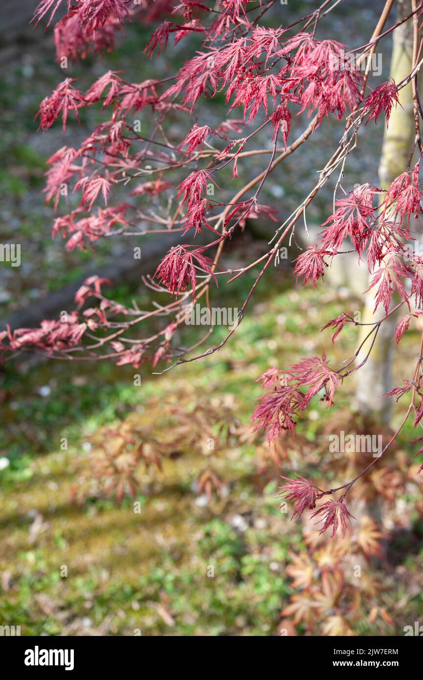 Acer palmatum-dissectum atropurpureum. Zweige mit lila Blättern.. Stockfoto