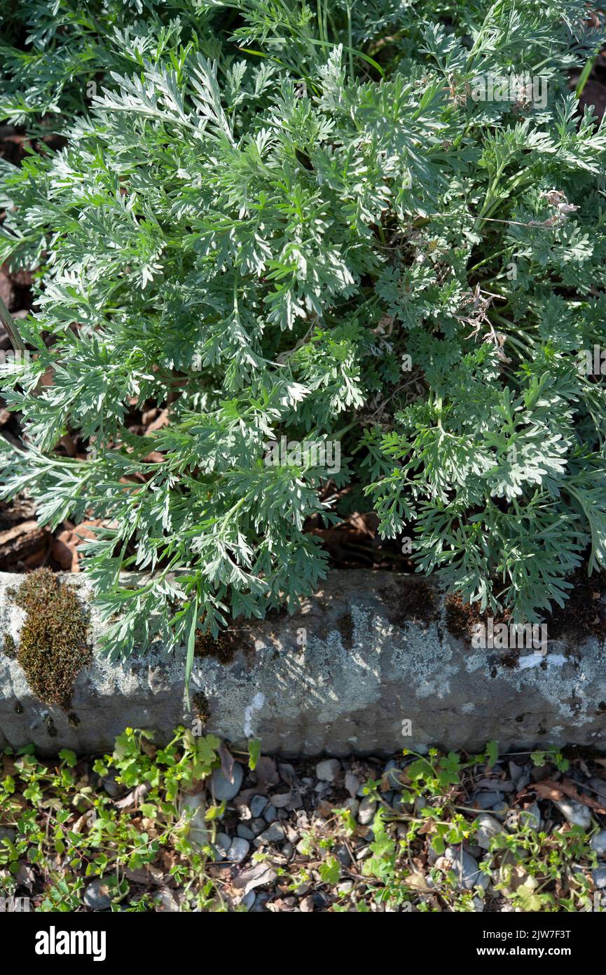 Artemisia absinthium Pflanze in einem Blumenbeet.. Stockfoto