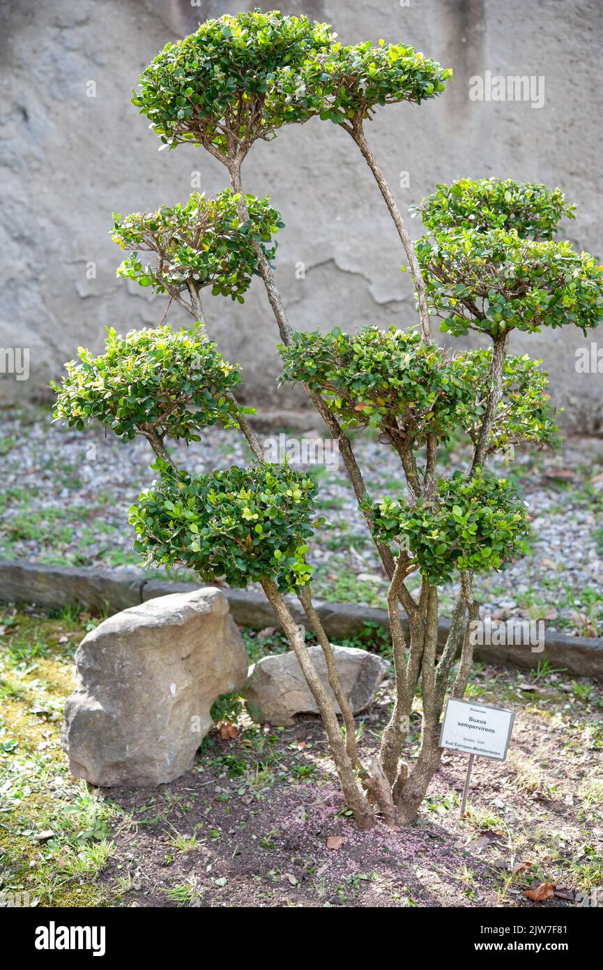 Buxus sempervirens im botanischen Garten. . Stockfoto