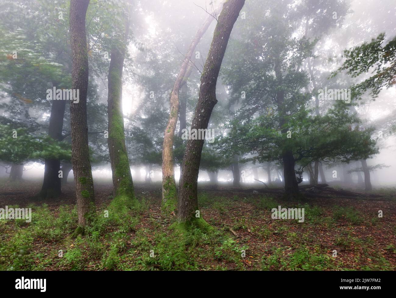 Nebliger Herbstwald nach Regen Stockfoto