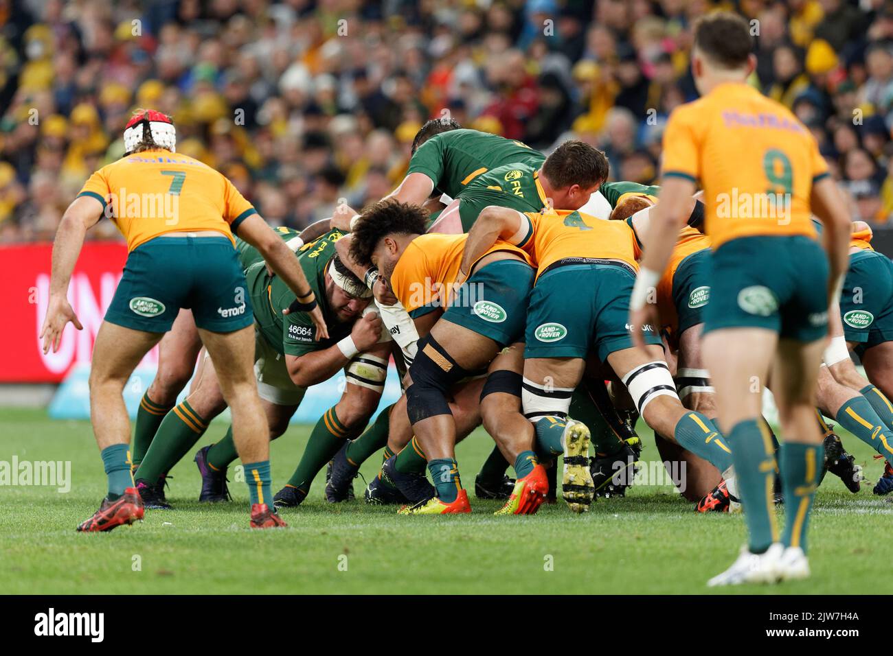 Springboks trikot -Fotos und -Bildmaterial in hoher Auflösung – Alamy
