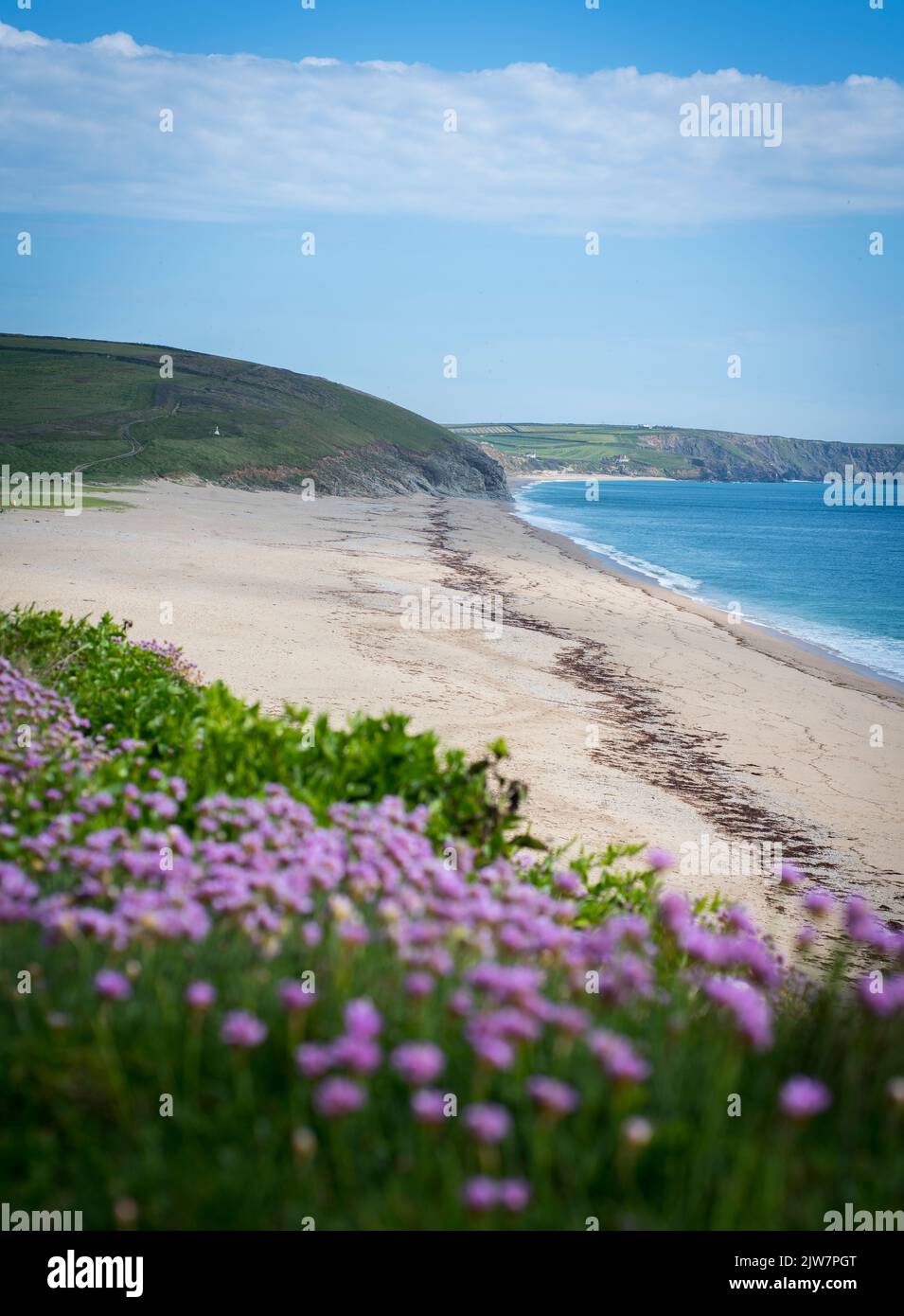 Atemberaubender Blick auf Loe Bar Beach Porthleven, Penrose National Trust. Rosa Blüten der Armeria Blume, Sea Thrift in voller Blüte. Stockfoto