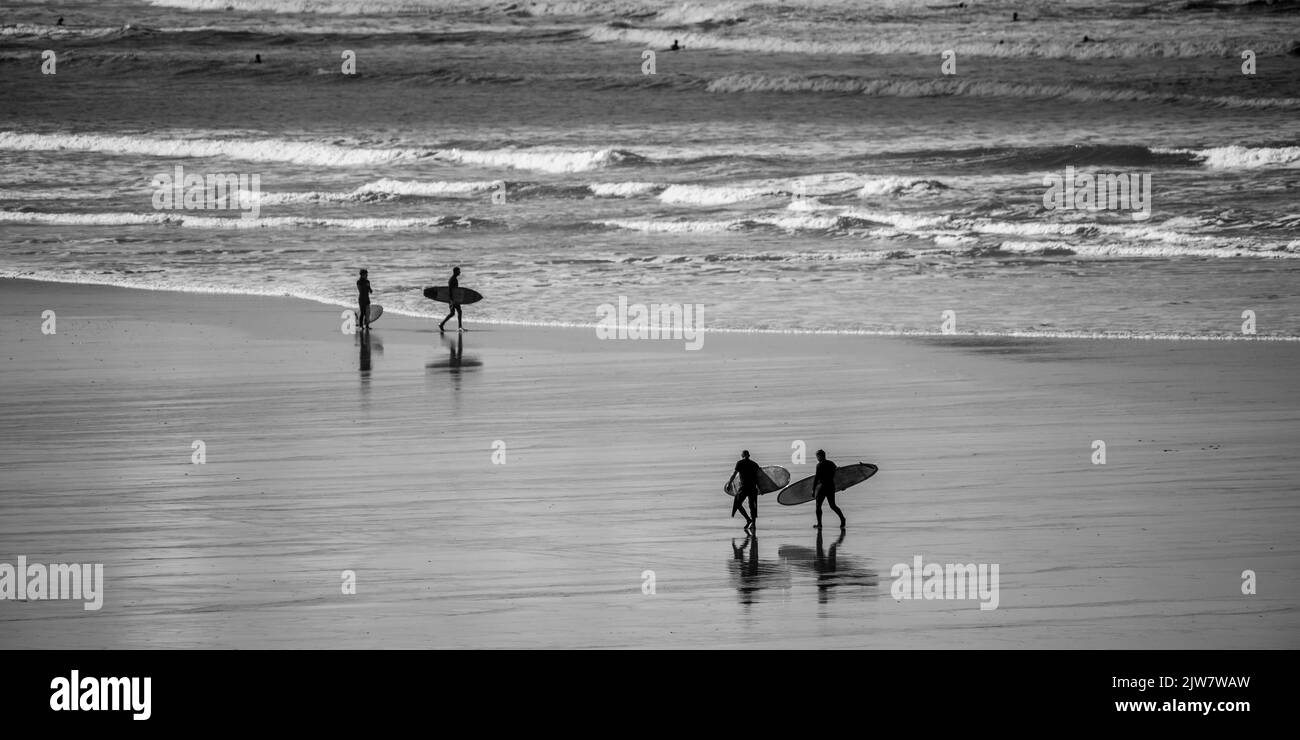 Surferinnen und -Männer genießen die Zeit am Strand, um die Wellen am Strand von Gwithian Sands zu fangen. Schwarz und Weiß. Stockfoto