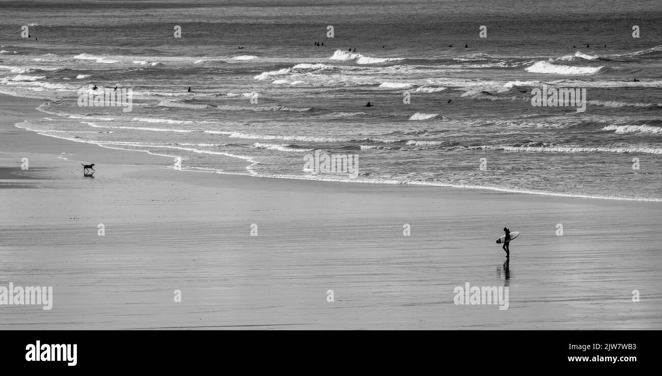 Surferinnen und -Männer genießen die Zeit am Strand, um die Wellen am Strand von Gwithian Sands zu fangen. Schwarz und Weiß. Stockfoto