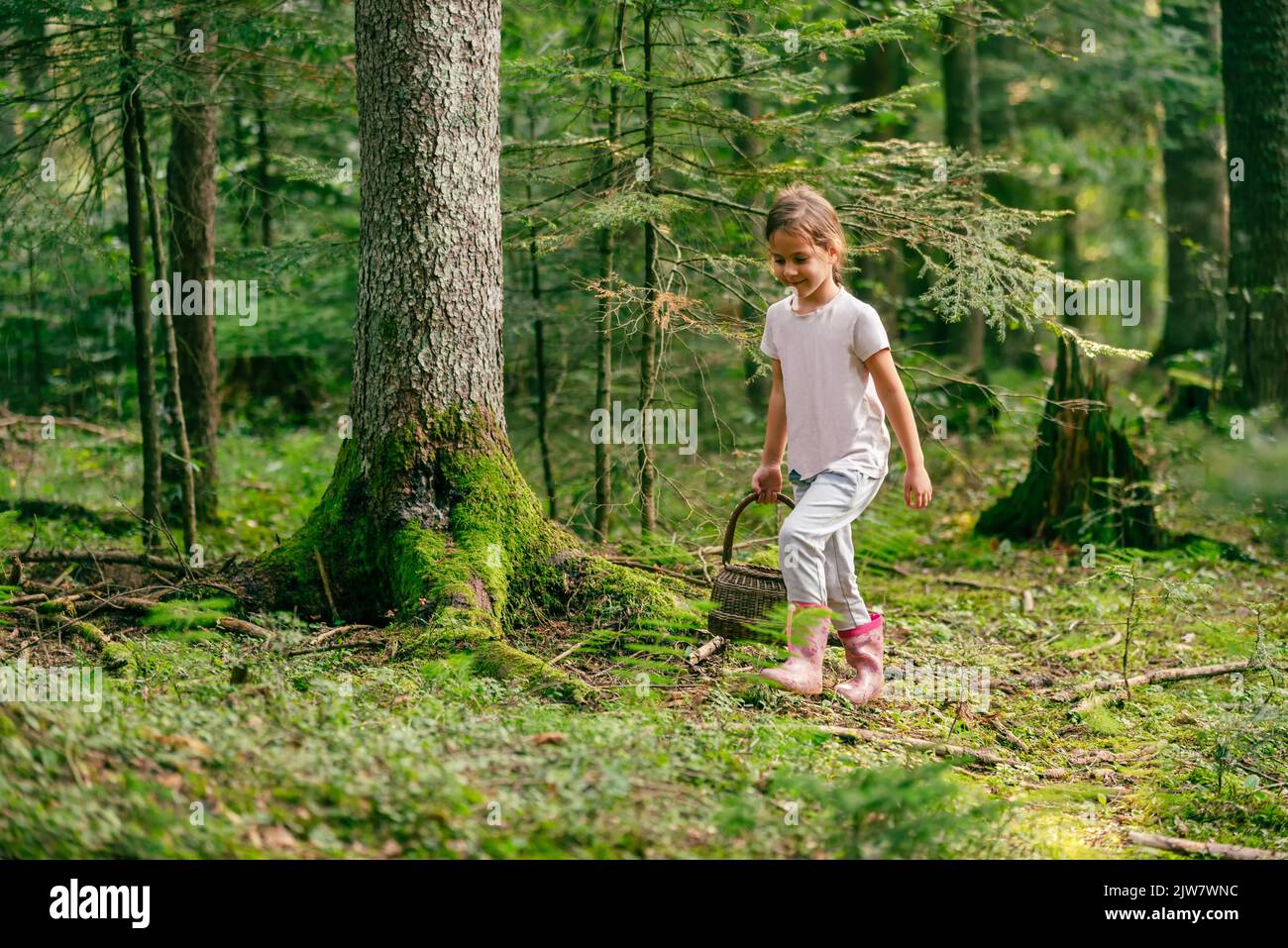 Das kleine Mädchen geht mit einem Korb durch den Wald und sammelt Waldfrüchte und Pilze Stockfoto