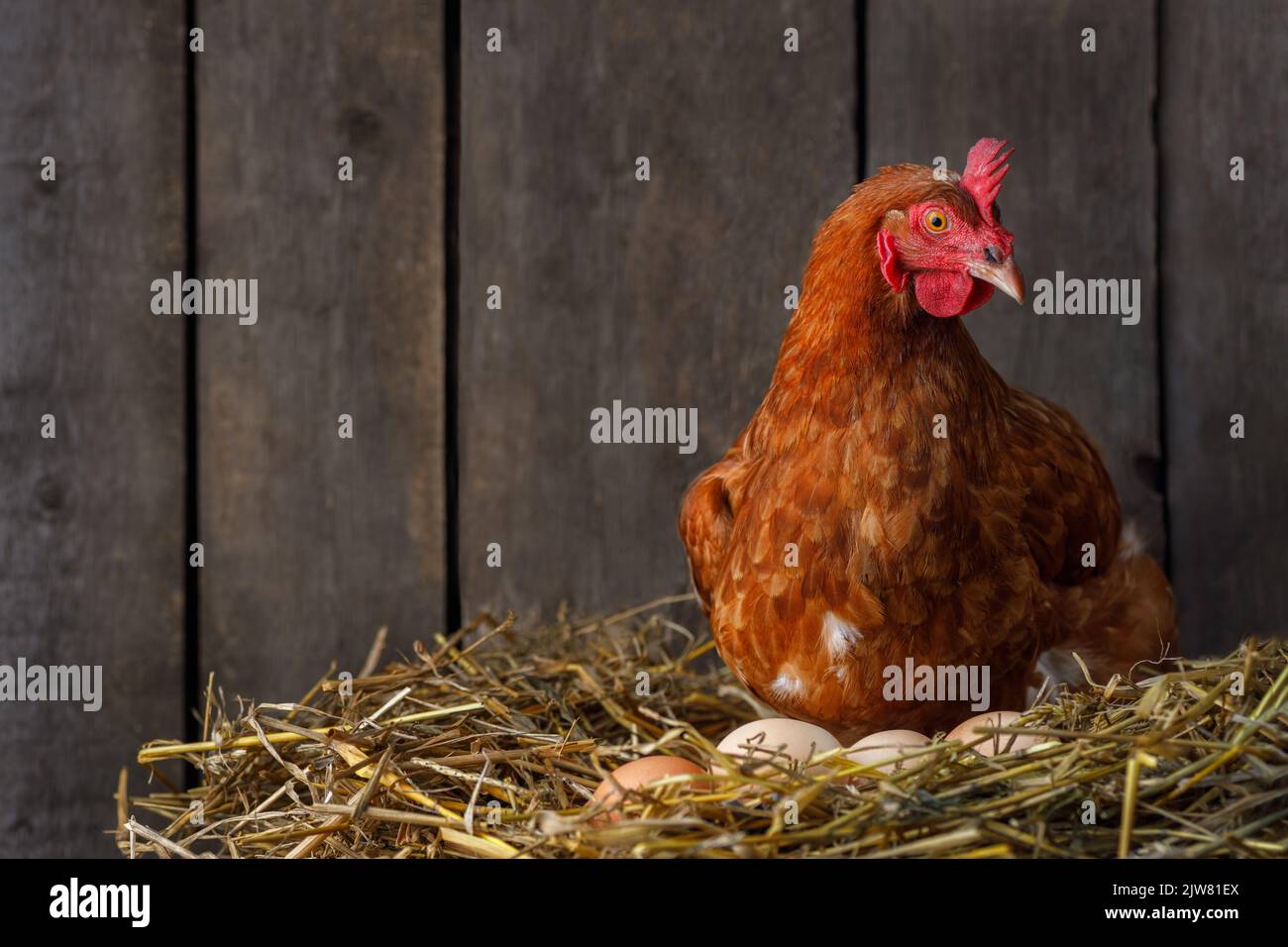 Henne brütet Eier im Nest aus Stroh im Hühnerstall Stockfoto