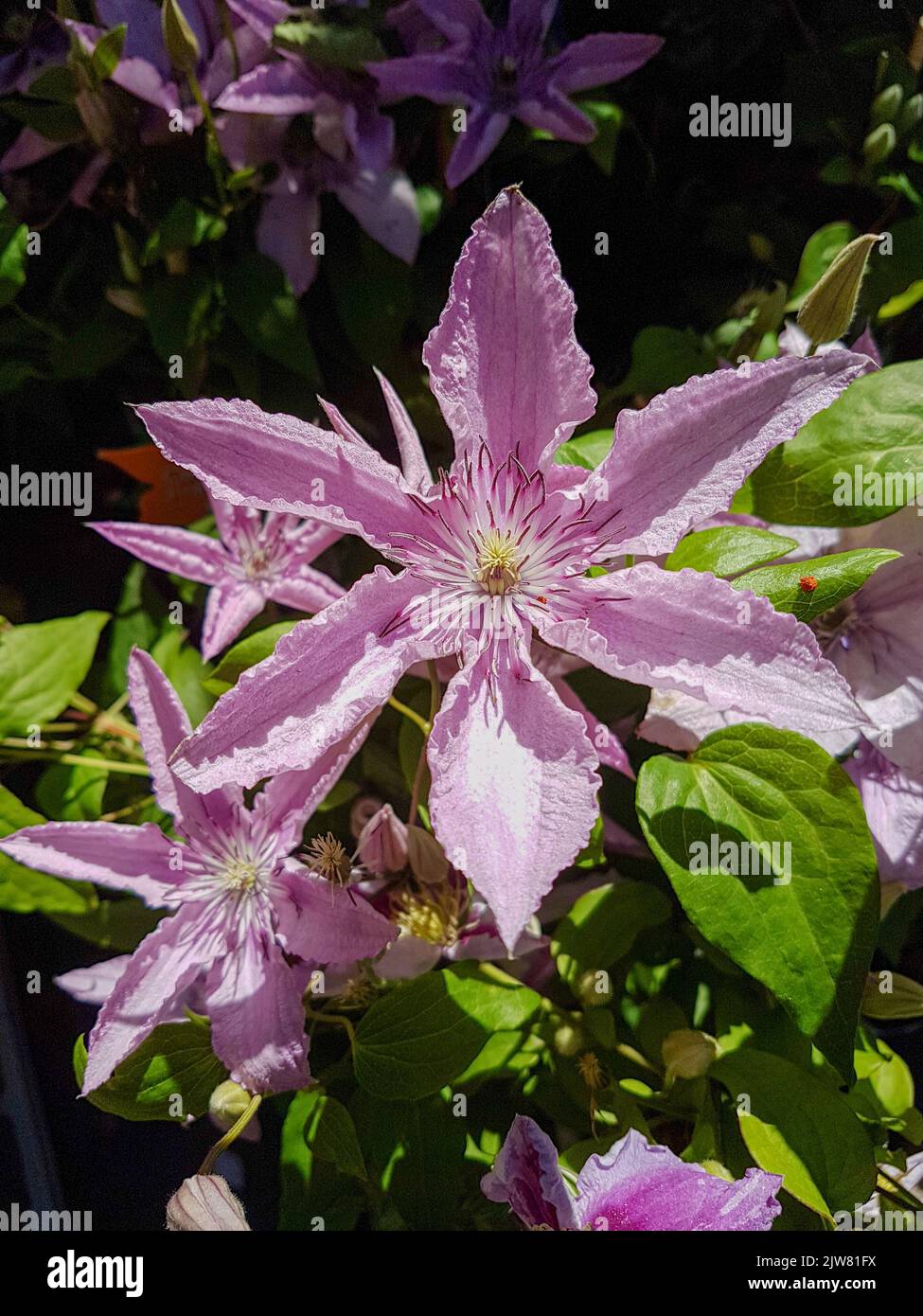 Eine schöne Clematis blüht im Freien Clematis im Garten Stockfoto