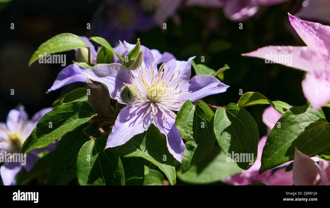 Eine schöne Clematis blüht im Freien Clematis im Garten Stockfoto