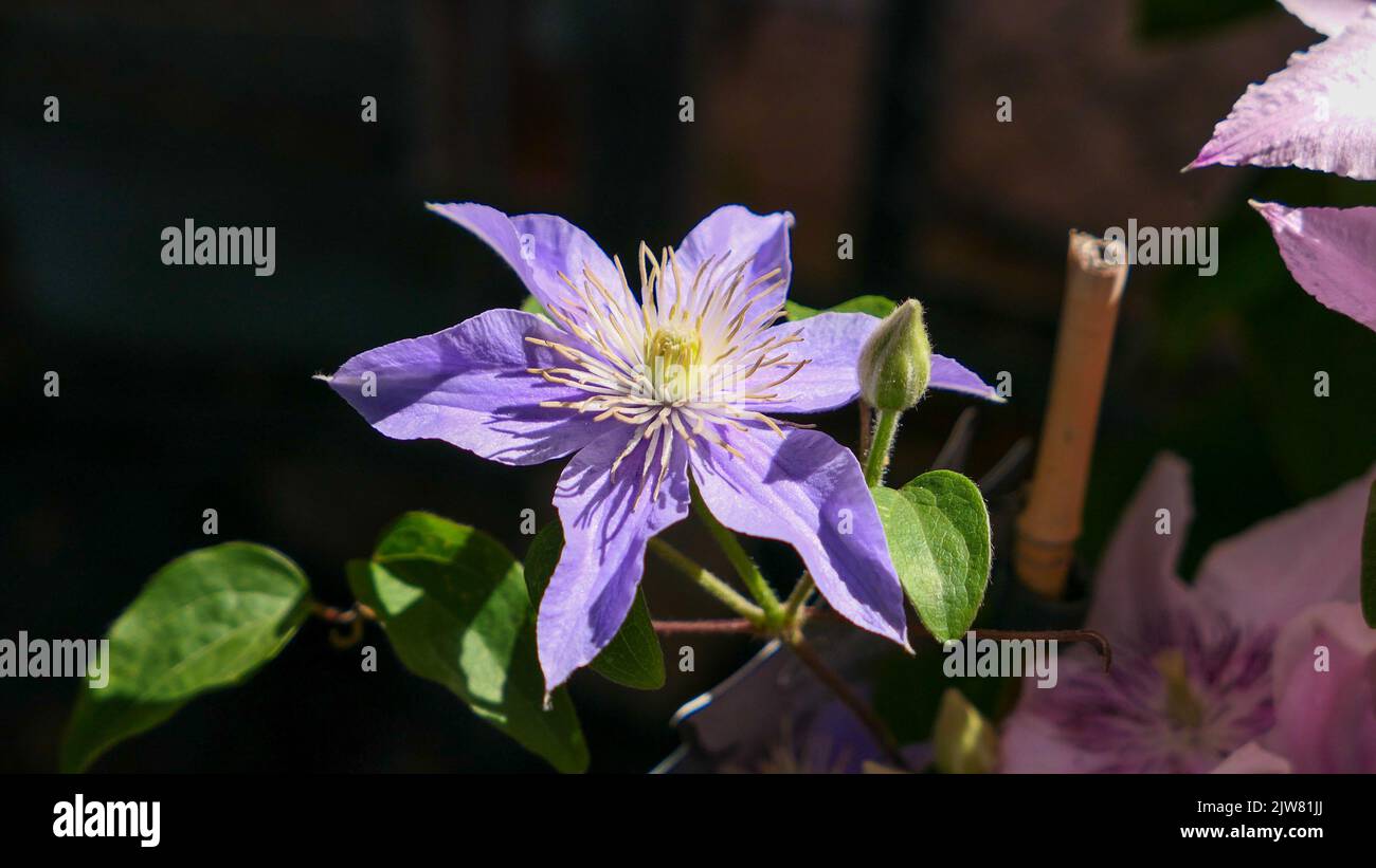 Eine schöne Clematis blüht im Freien Clematis im Garten Stockfoto