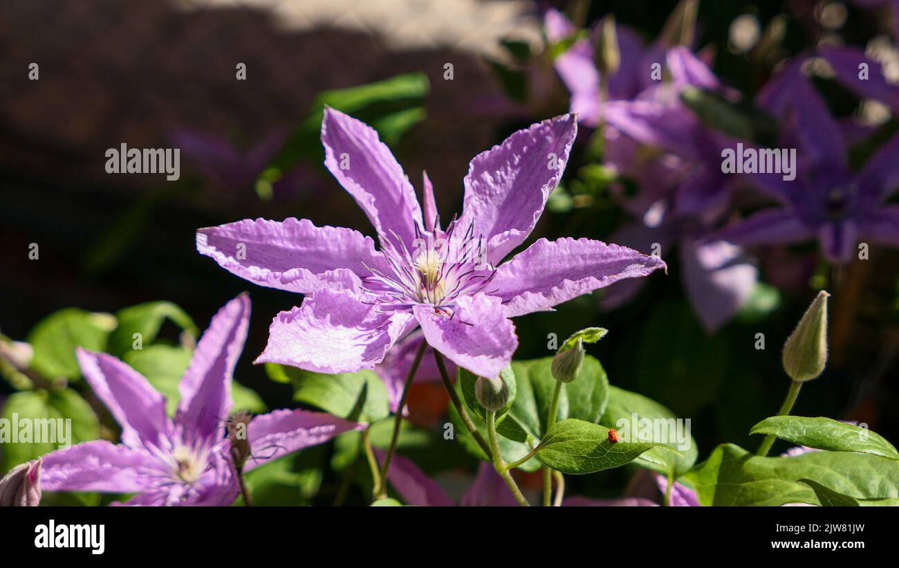 Eine schöne Clematis blüht im Freien Clematis im Garten Stockfoto