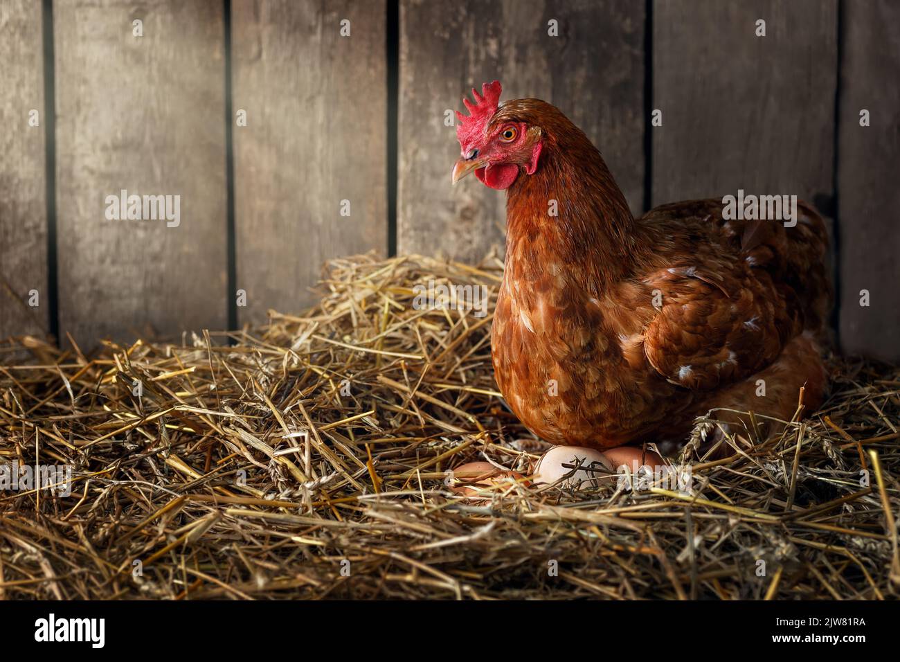 Hühnerbrüter Eier im Nest aus Stroh in einem hölzernen Hühnerhaus Stockfoto