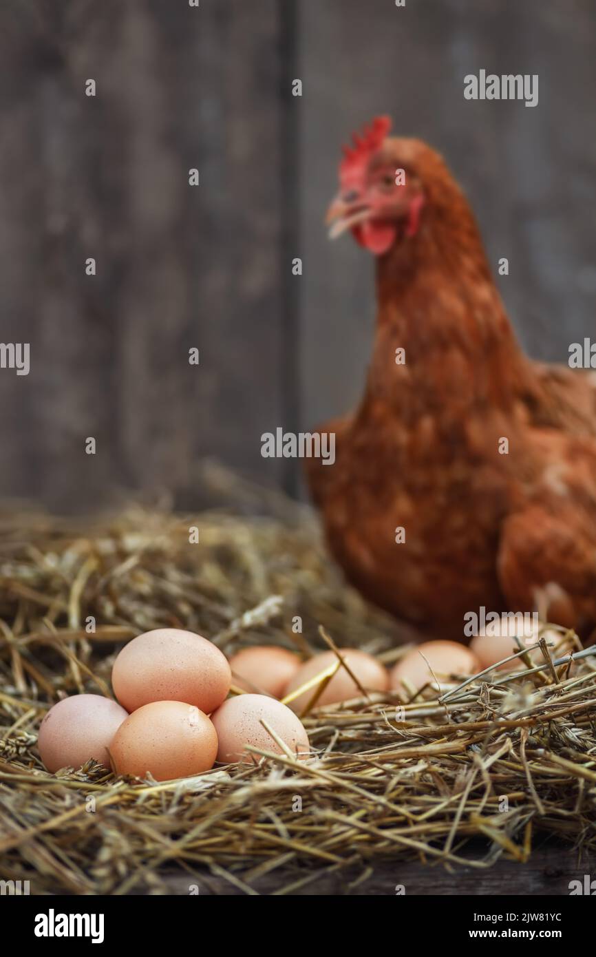 Nahaufnahme von Eiern mit rotem Huhn in trockenem Stroh in einem hölzernen Hühnerhaus Stockfoto