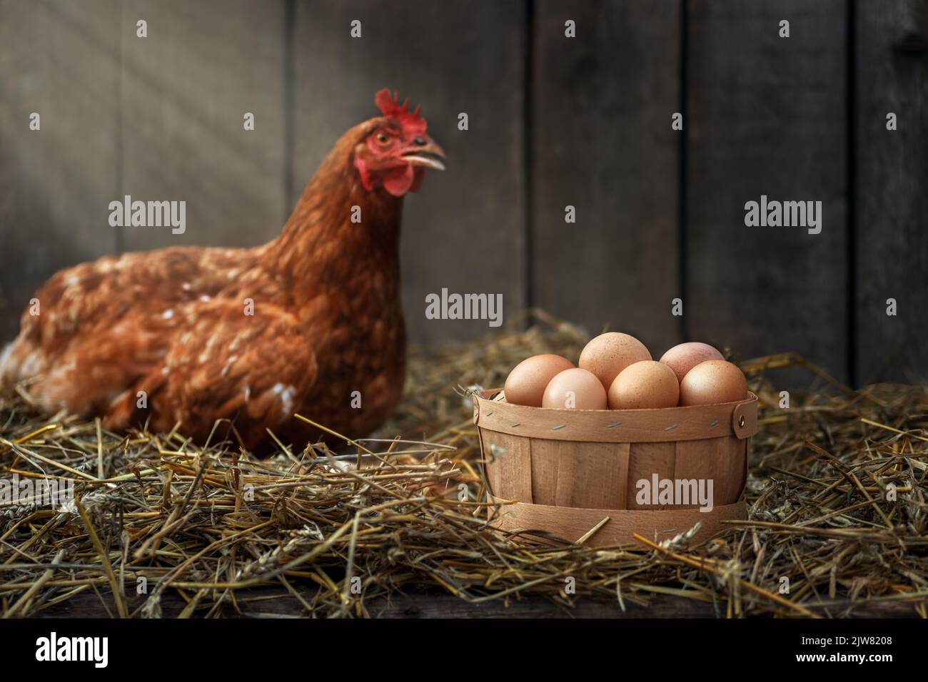Korb mit Eiern mit rotem Huhn in trockenem Stroh in einem hölzernen Hühnerhaus Stockfoto