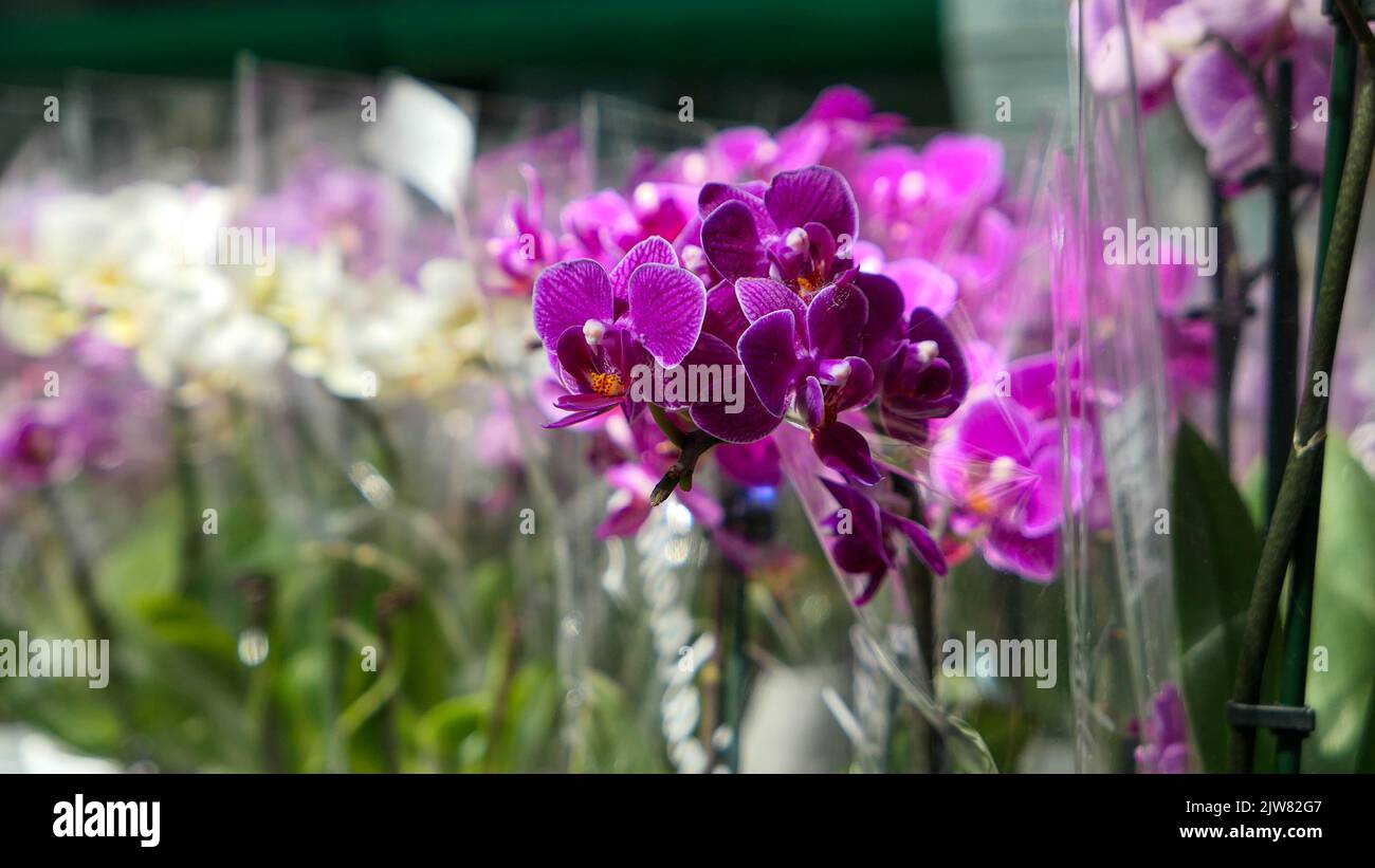 Cambria orchidee Fotos und Bildmaterial in hoher Auflösung Seite 3