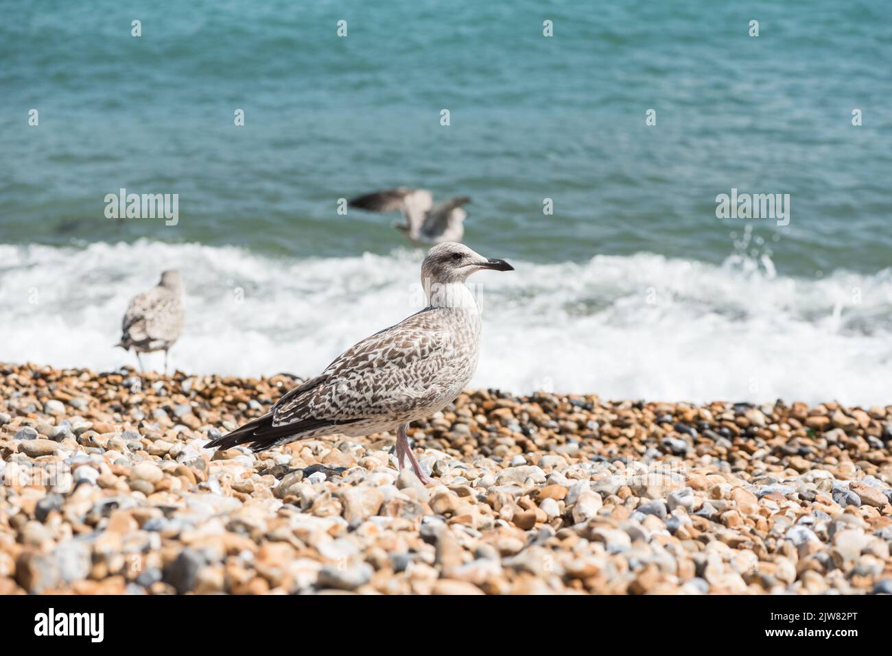 Jungmöwe (Larus argentatus) an einem Kiesstrand Stockfoto