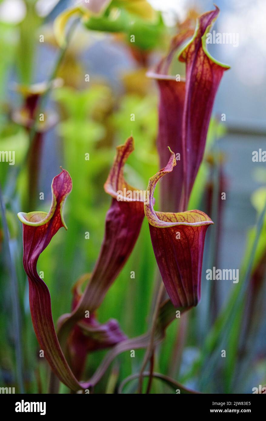 Die schöne und tödliche Sarracenia Trompetenkrug Pflanze. Sie wollen kein Käfer um eine dieser fleischfressenden Pflanzen sein. Stockfoto