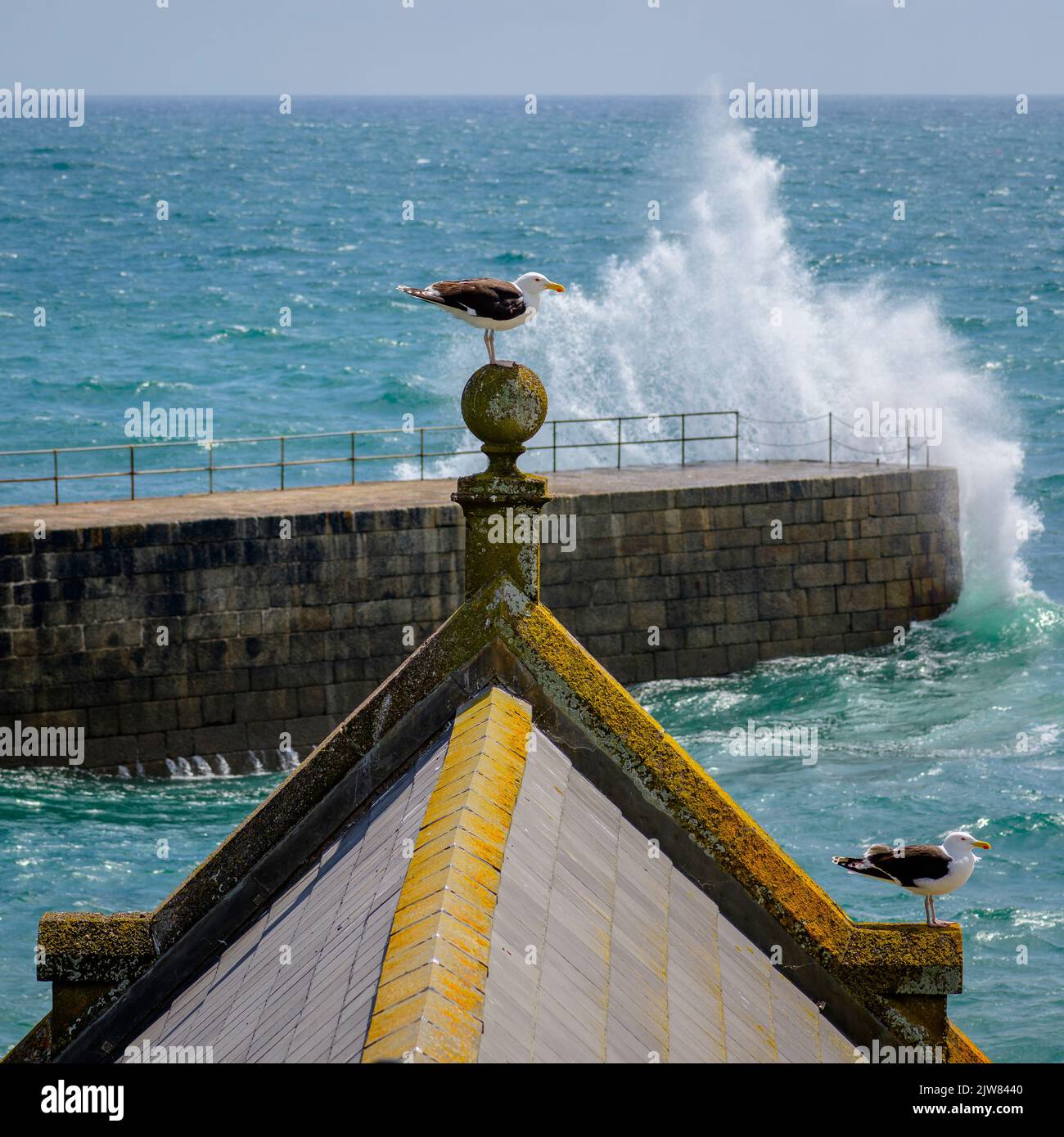 Ich sagte Ihnen, dass es ein großer werden würde!!! Wellen schlagen über Porthleven Pier, während 2 Möwen beobachten. Stockfoto
