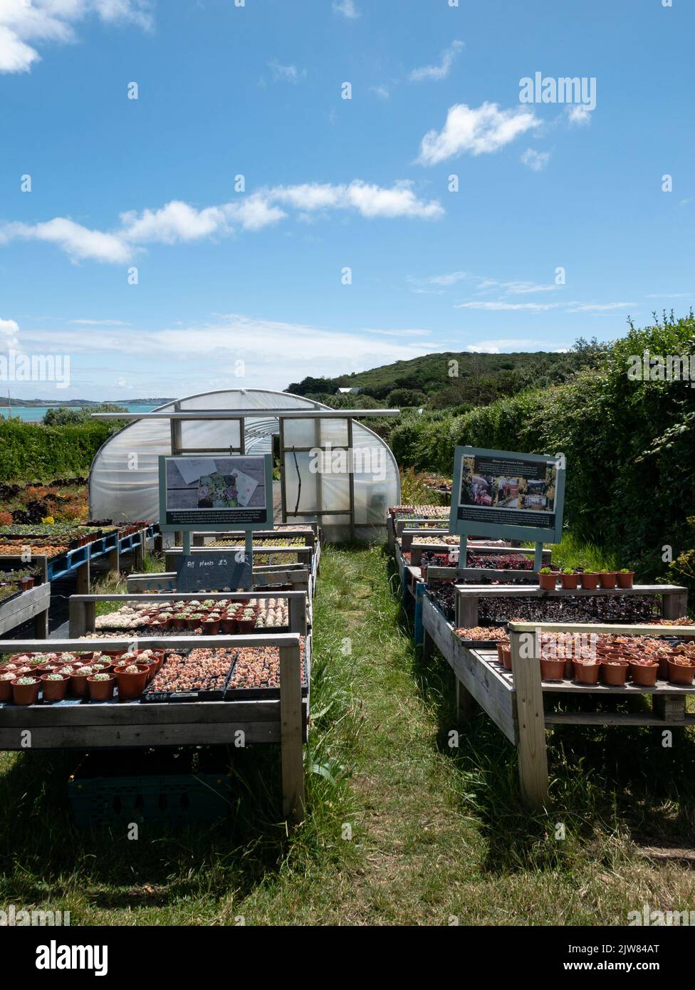 Veronica Farm, Bryher, Isles of Scilly, Cornwall, England, VEREINIGTES KÖNIGREICH. Stockfoto