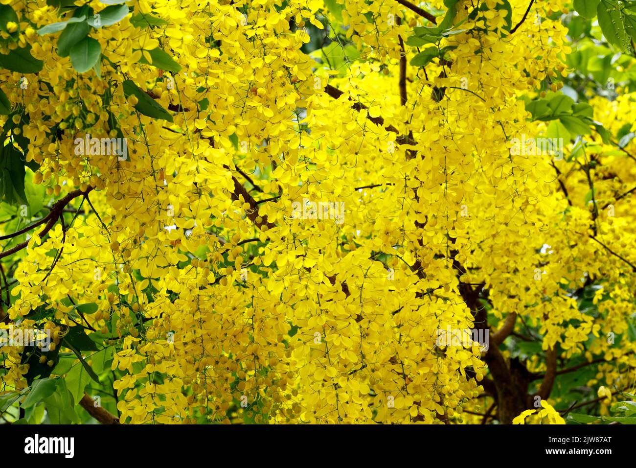 Stock Photo - Gelbe Blüte der Cassia-Fistel (oder Golden Shower Tree) blüht in der Sommersaison. Dhaka, Bangladesch Stockfoto